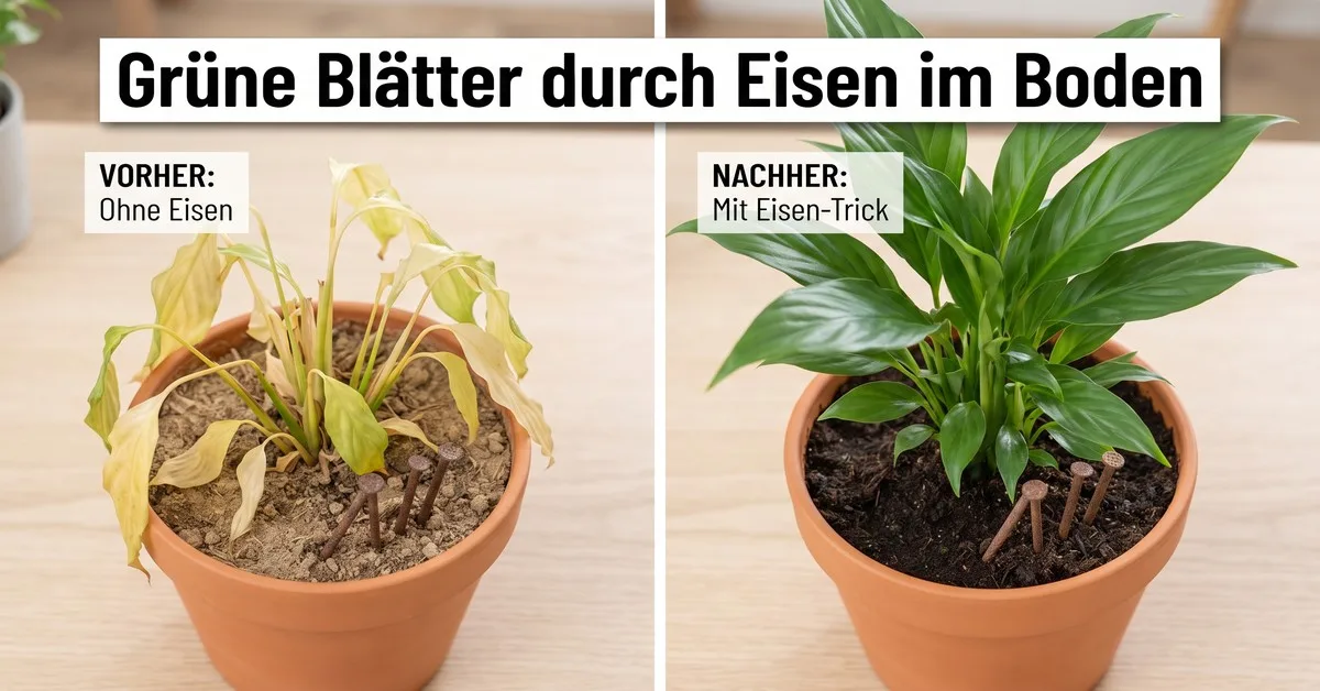 Wie rostige Nägel in der Erde das Pflanzenwachstum beeinflussen